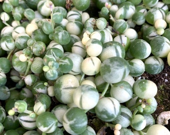 Variegated String Of Pearls Succulent plants