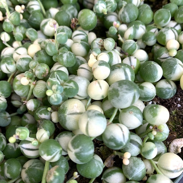 Variegated String Of Pearls Succulent plants