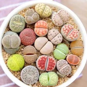 May include: A collection of colorful, patterned, and textured Lithops, also known as "living stones", in a white pot filled with sand.