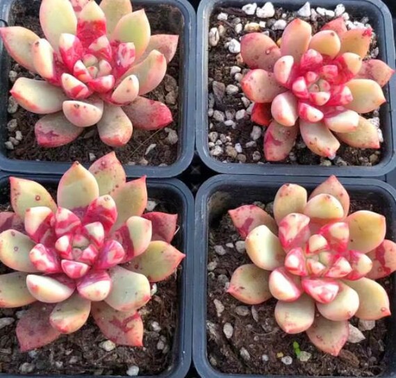 rare Korean import Echeveria Bloody Yan Plants Outdoor & Gardening ...