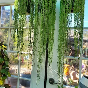 String Of Pearls Plants Succulents SOP Senecio Rowleyanus