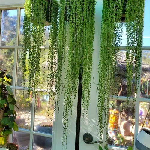 String Of Pearls Plants Succulents SOP Senecio Rowleyanus