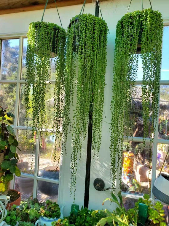 String of Pearls in a Hanging Basket - Urban Garden Center