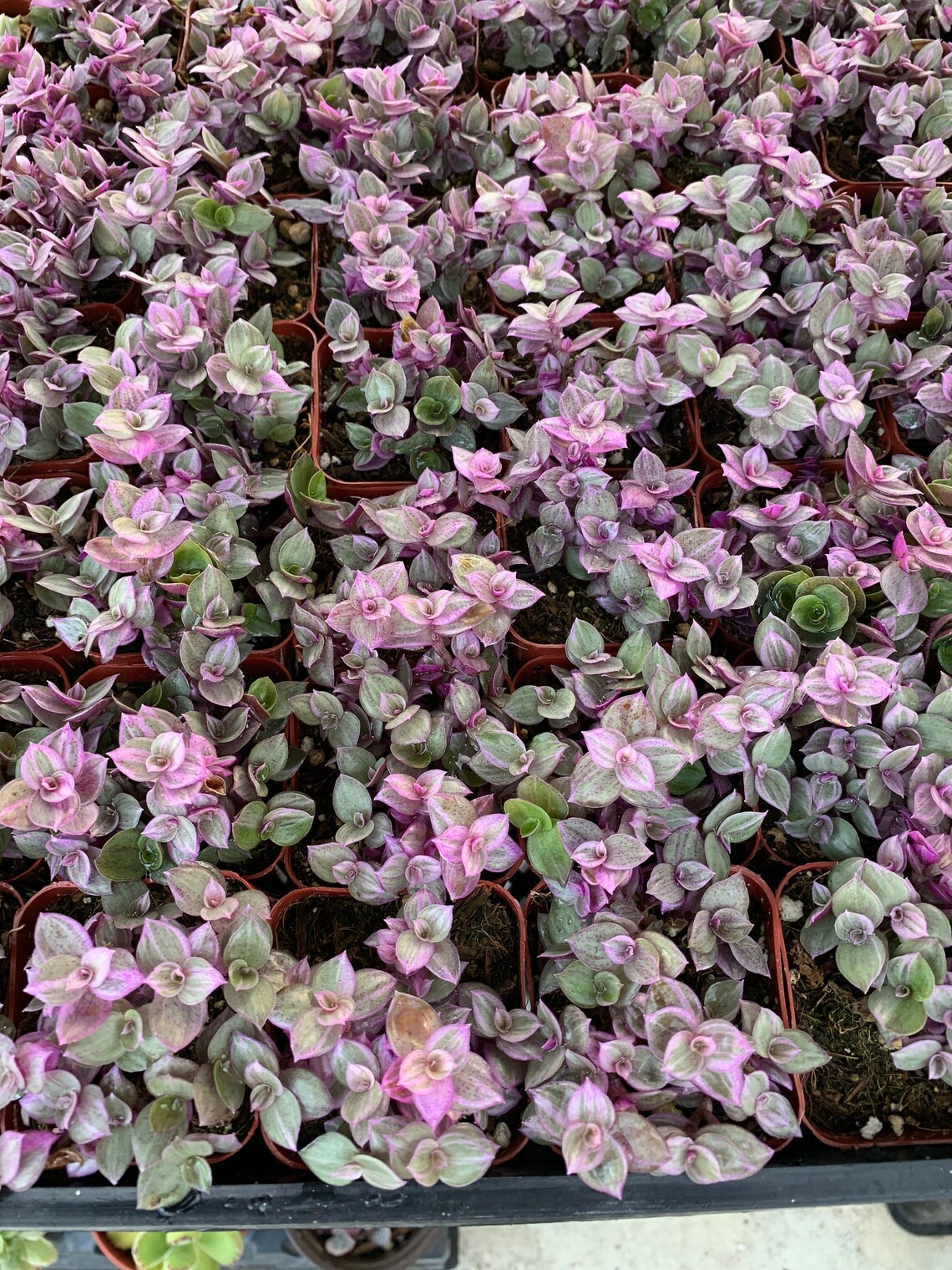 Callisia Repens Tradescantia Pink Panther Pink Lady / Pink Etsy Ireland