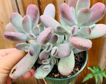 Cotyledon orbiculata succulent plants 4 inch