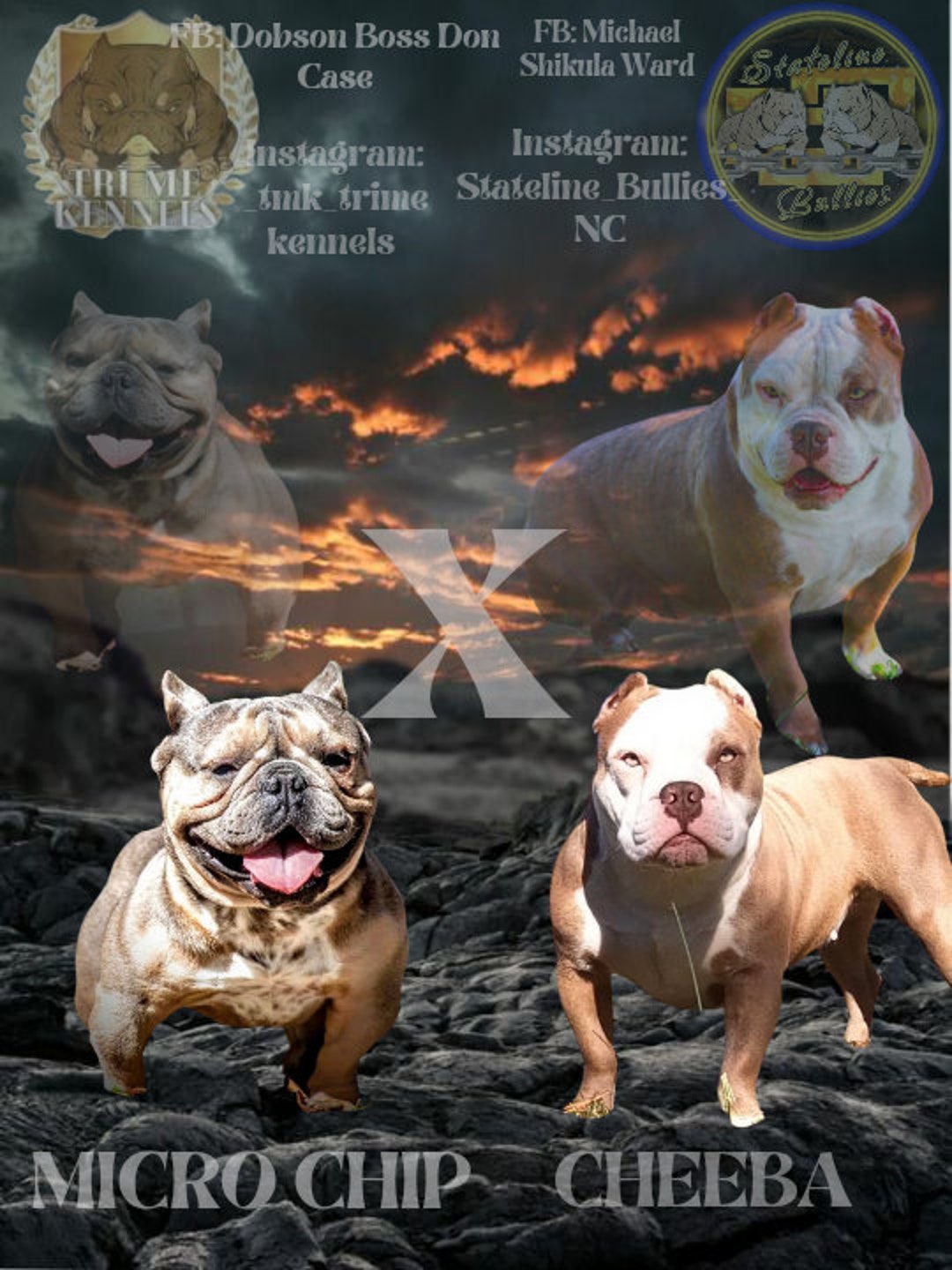 Bullies Banners - Etsy