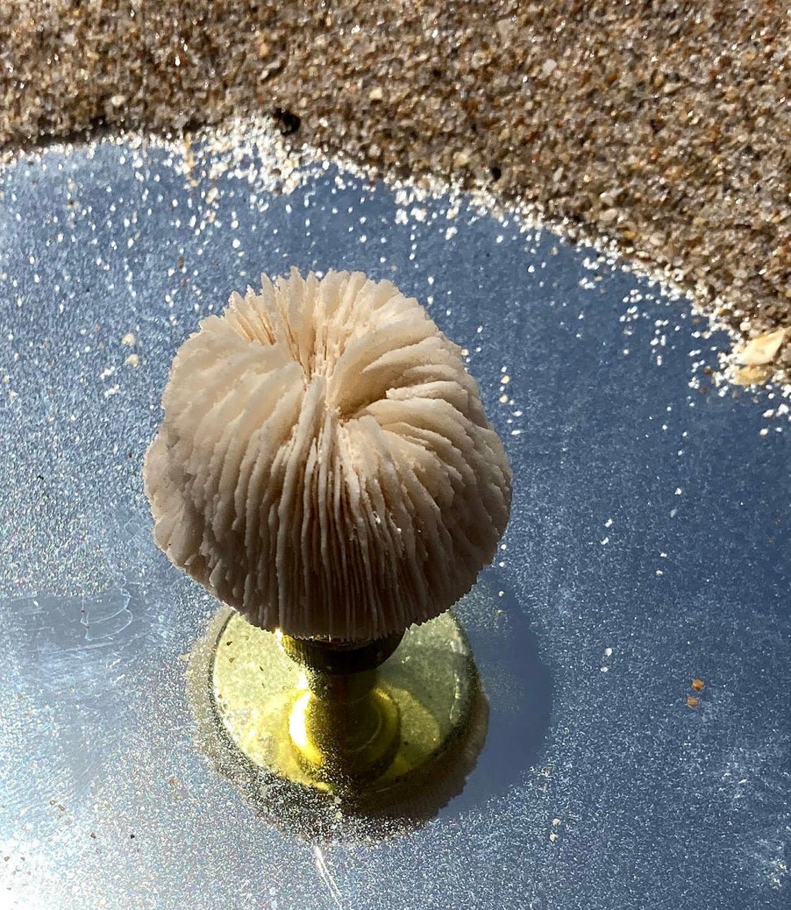 Perilla de la cáscara conjunto de 4 perilla del gabinete | Etsy