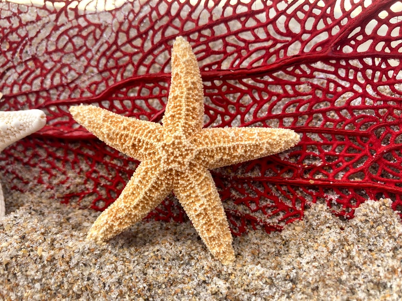 Starfish Shell Hair Clips Set of 3 Shell Seashell Hair Clips Starfish Hair Clips Hair Pins Hair Clips Mermaid Hair Hair Clips