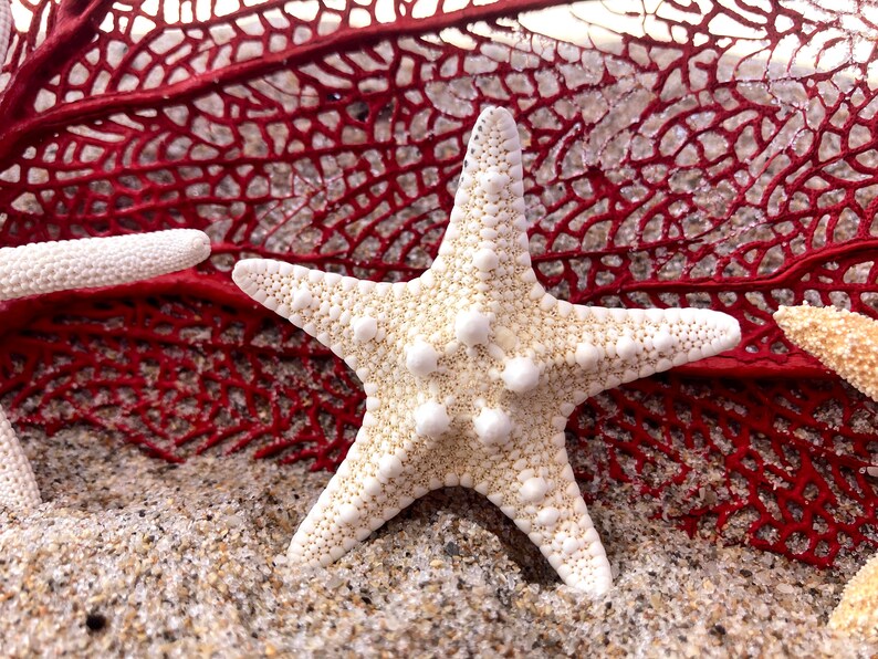 Starfish Shell Hair Clips Set of 3 Shell Seashell Hair Clips Starfish Hair Clips Hair Pins Hair Clips Mermaid Hair Hair Clips