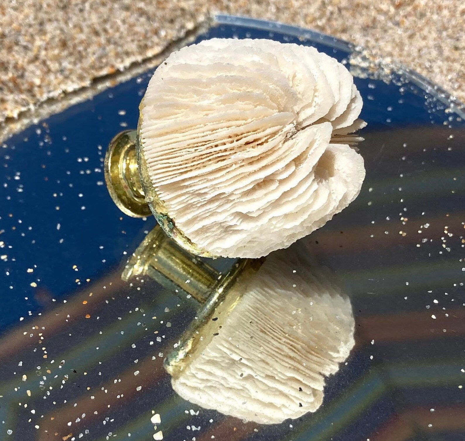 Perilla de la cáscara conjunto de 4 perilla del gabinete | Etsy