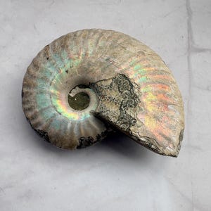 Rainbow Ammonite Fossil Large Palm Size Iridescent Opalized Shell Natural Spiral Specimen