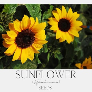 V. Sunflower (Helianthus annuus) Seeds