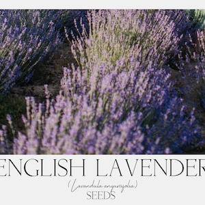 X. English Lavender (Lavandula angustifolia) Seeds