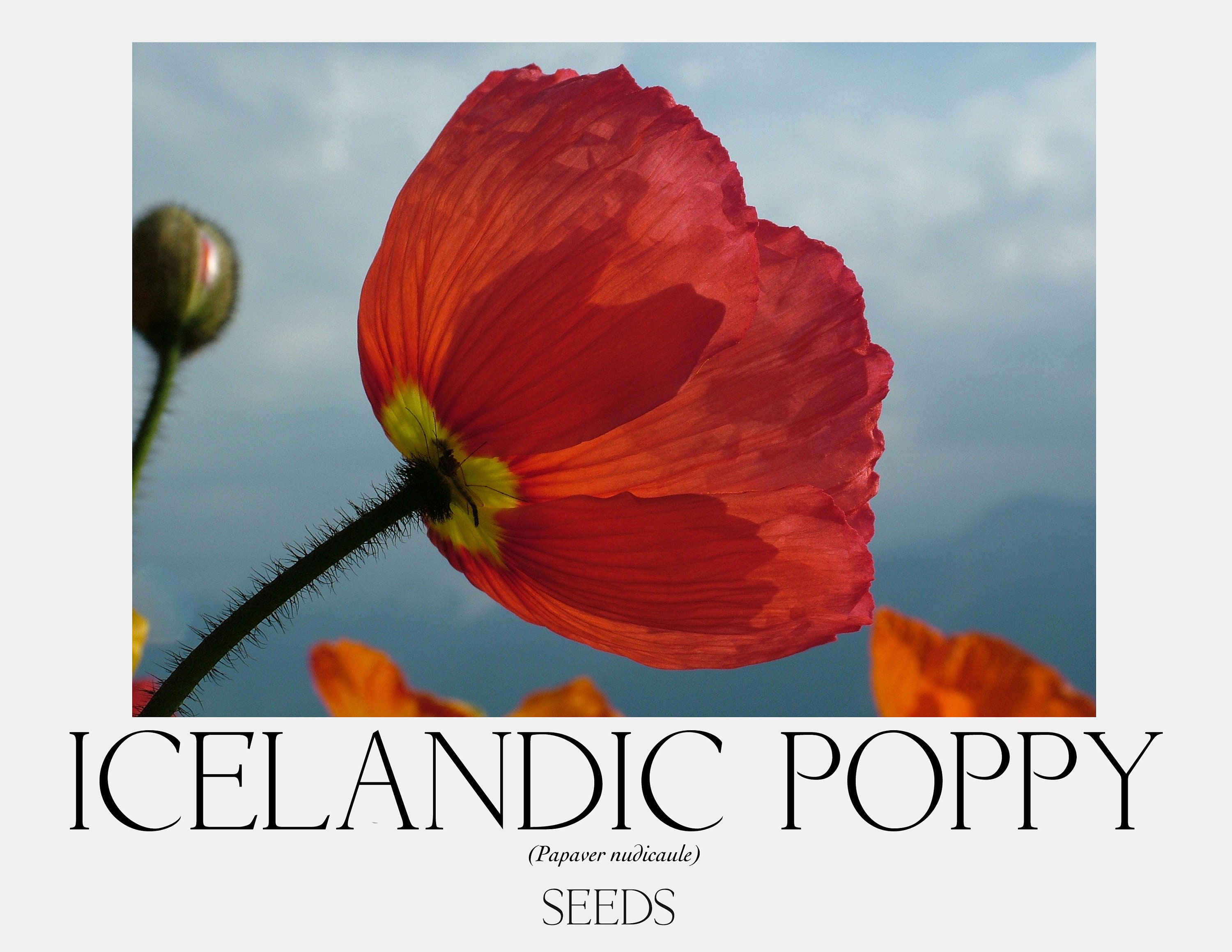 XX. Icelandic Poppy (Papaver nudicaule) Seeds, image size:3000x2318