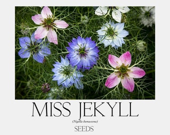 X. Miss Jekyll (Nigella damascena) Heirloom Seeds