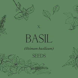May include: A green background with black line drawings of basil leaves. The text "x. BASIL (Ocimum basilicum) SEEDS" is in the center of the image.