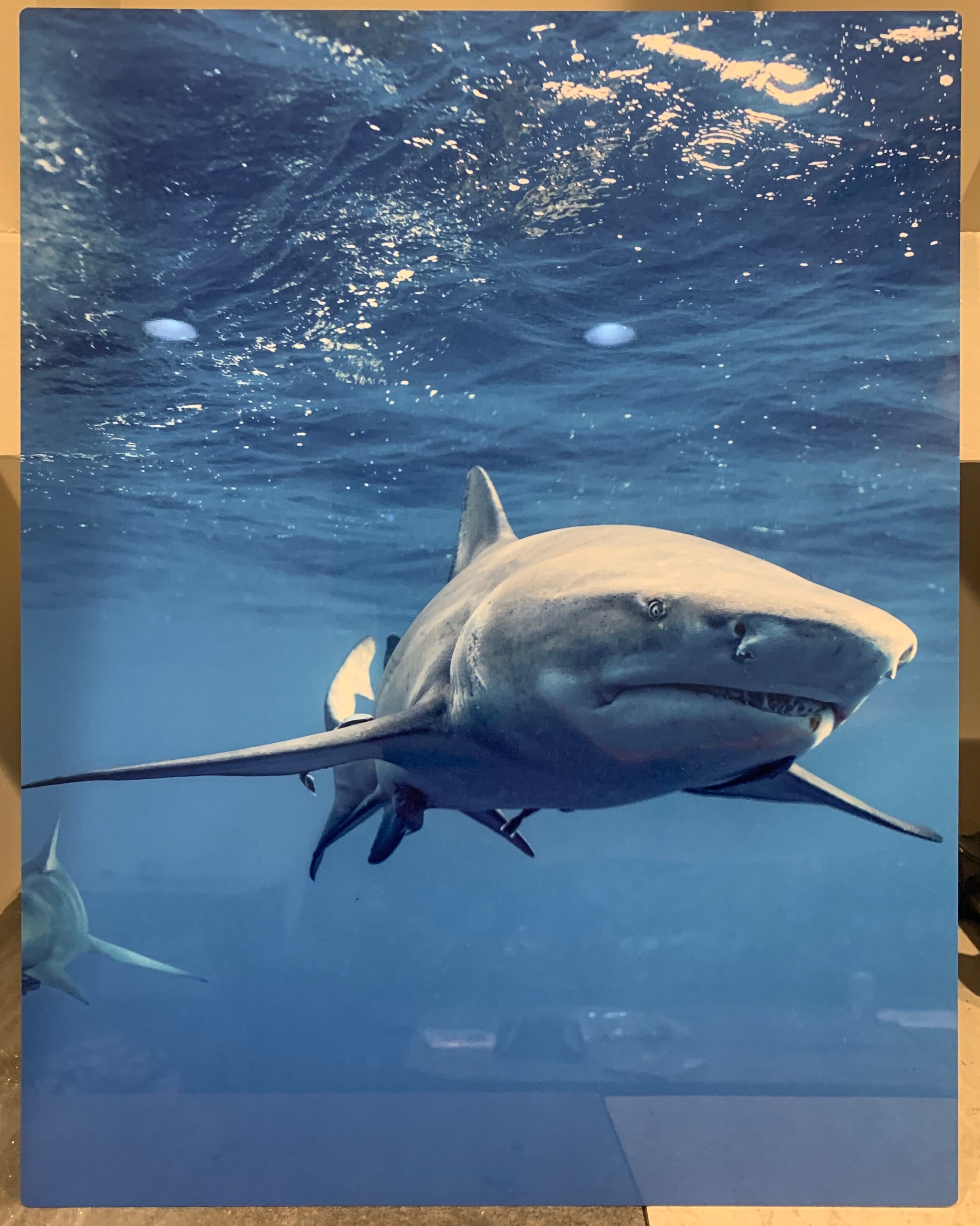 Lemon Shark Photo - Etsy