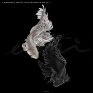May include: A digital oil painting of two betta fish swimming in a circular motion against a black background. One fish is white with translucent, flowing fins, while the other is solid black with matching long, delicate, and wispy fin structures.