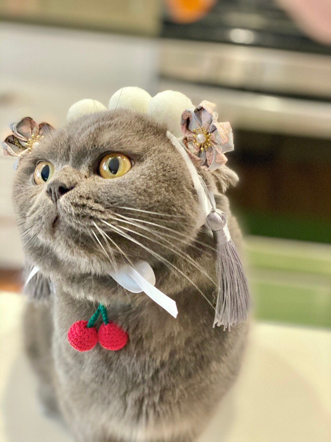 Funny Hair Band for Cats or Small Dogs Etsy