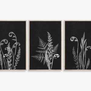 Fern art print, Set of 3 Wall Art Prints, Black and White Botanical Print, Botanical Fern Print, Printable Art, Black Background wall art