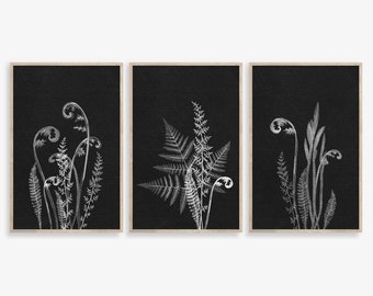 Fern art print, Set of 3 Wall Art Prints, Black and White Botanical Print, Botanical Fern Print, Printable Art, Black Background wall art