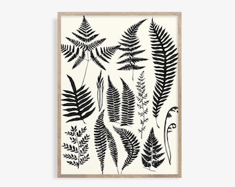 Black Fern Botanical Print: Vintage Farmhouse Wall Art (Digital Download)