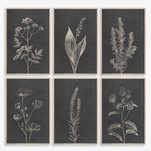Puede incluir: Conjunto de seis ilustraciones botánicas en blanco y negro que representan diferentes flores y plantas. Las ilustraciones están enmarcadas en un marco negro simple.