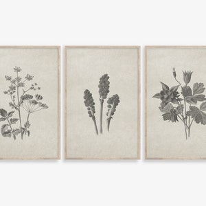 Vintage Flower Prints: Botanical Gallery Wall Art Set of 3 (Digital Download)