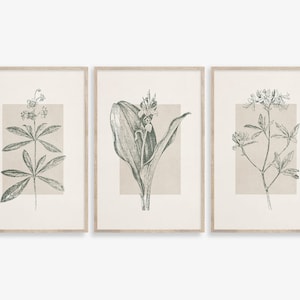 Botanical Prints, Set of 3 prints, Botanical Wall Art, Sage Green Background, Botanical Print Set of 3, Pastel green Wall Art, Beige prints