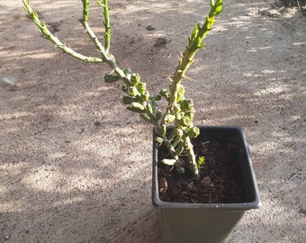 Desert Christmas Etsy