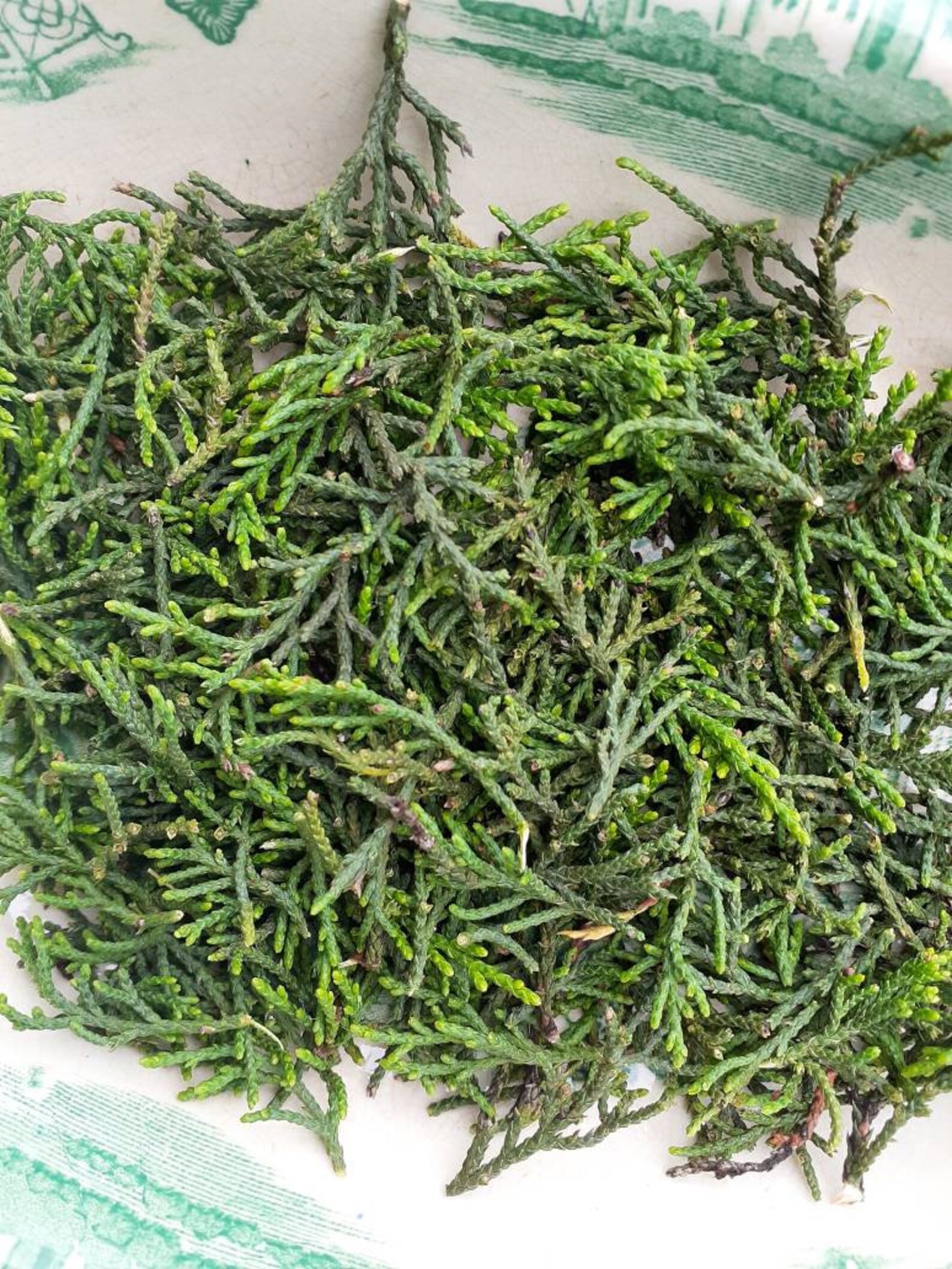 FRESH Juniper Needles for Tea Ashe's Juniper Juniperus Etsy
