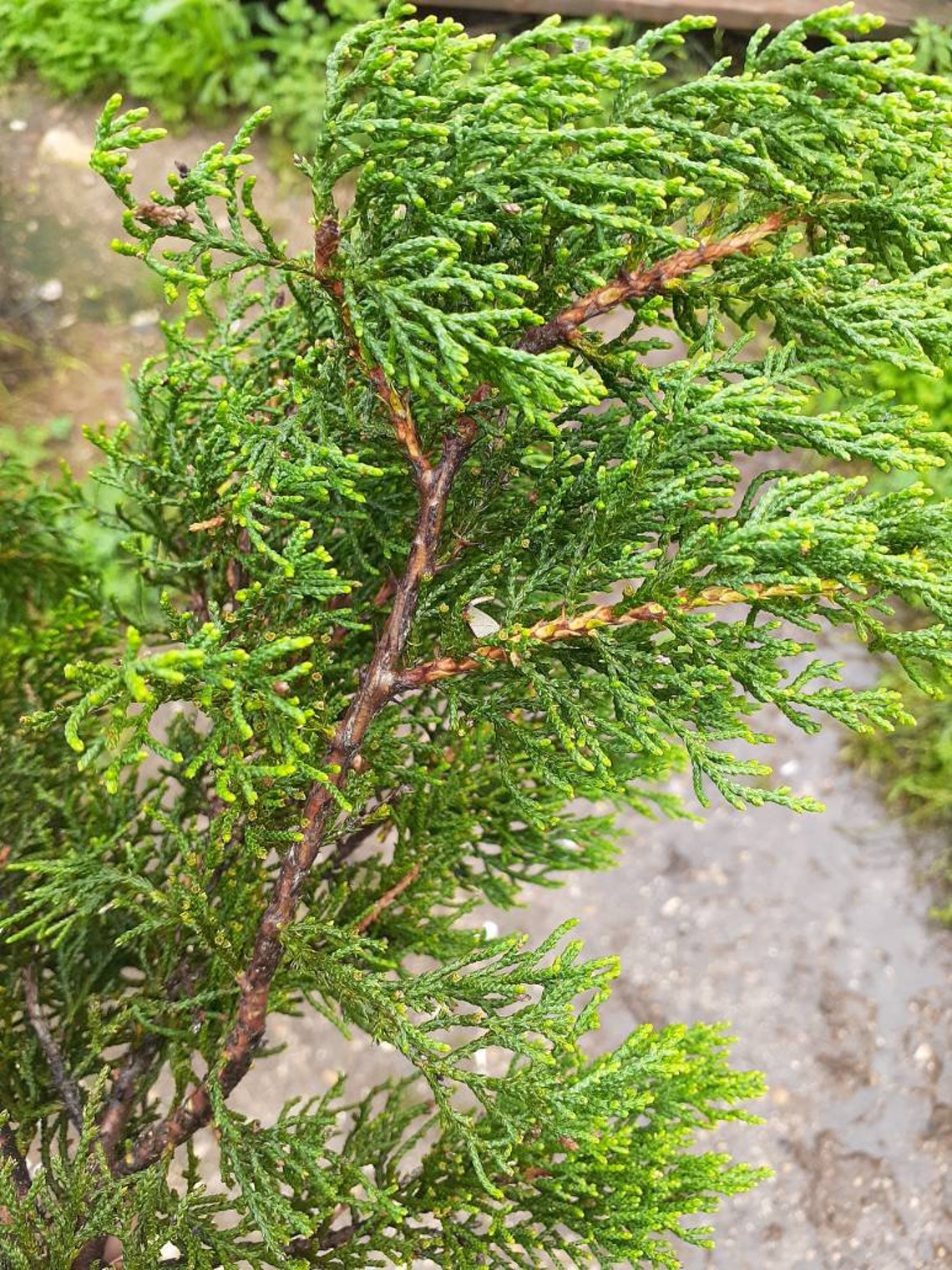 FRESH Juniper Needles for Tea Ashe's Juniper Juniperus Etsy