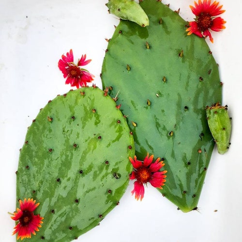 FRESH Opuntia Prickly Pear Pads2. for Tortoises and Lizards Etsy