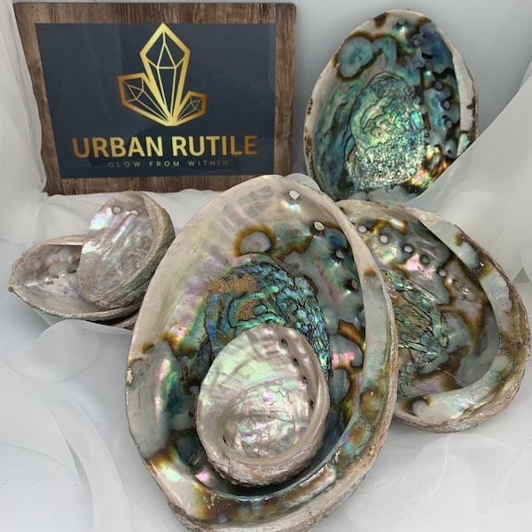Abalone Shells • Shell Smudging Bowls • Sea Shell Bowls • Smudge Shell • Smudge Bowls • MEDIUM & LARGE sizes available