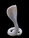 Handcrafted Uraeus Serpent Cobra Statue - White Marble, Egyptian Decor product logo