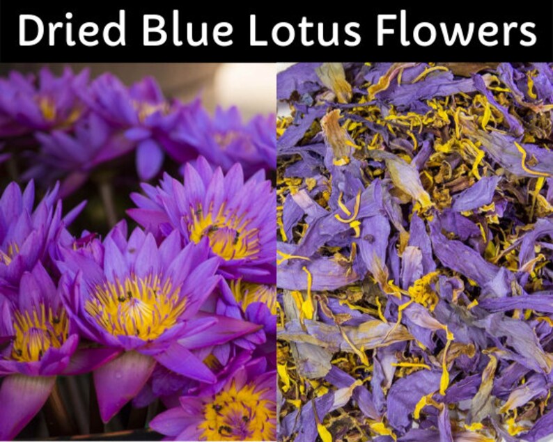 Dried Blue Lotus Floweregyptian Blue Lotus Flowerloose Leaf Etsy