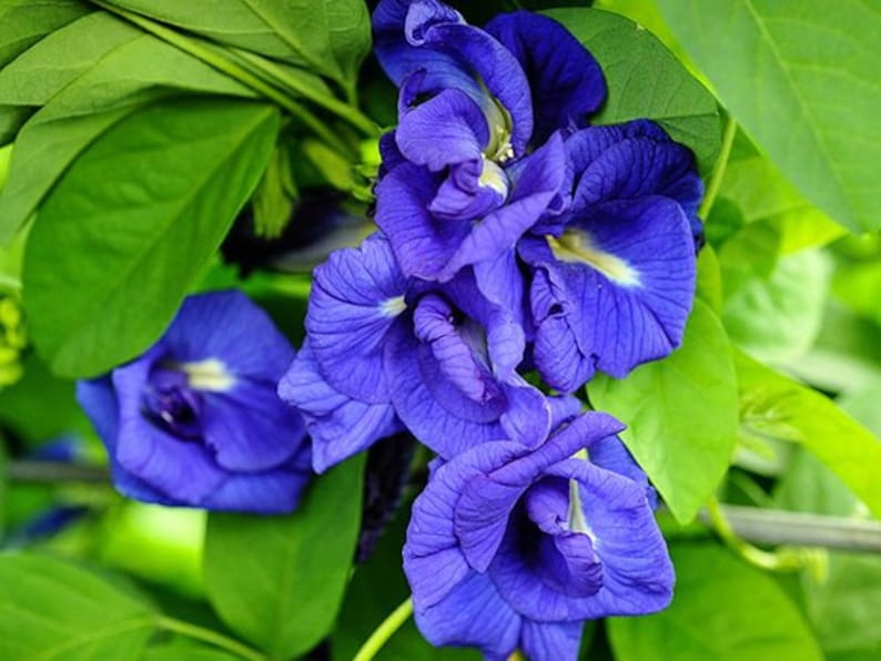 Thai Double BLUE BUTTERFLY PEA Seeds PackBlue Flower/Blue Etsy