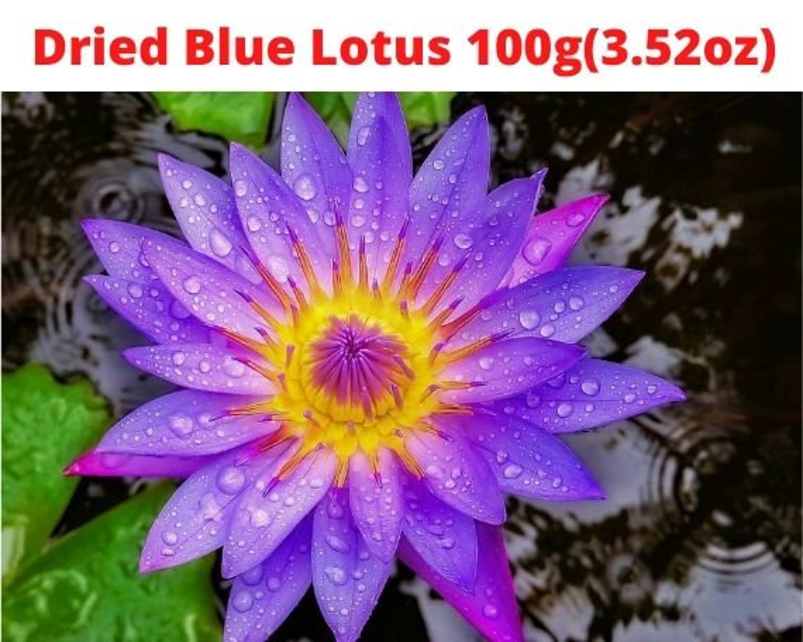 100g3.52oz Dried Organic Blue Lotus Nymphaea Caerulea Flower Etsy
