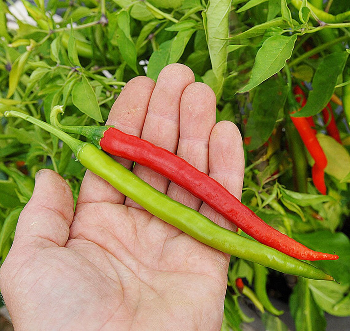 High Quality Organic Green Chili Seeds 50 pack Medium HOT Etsy