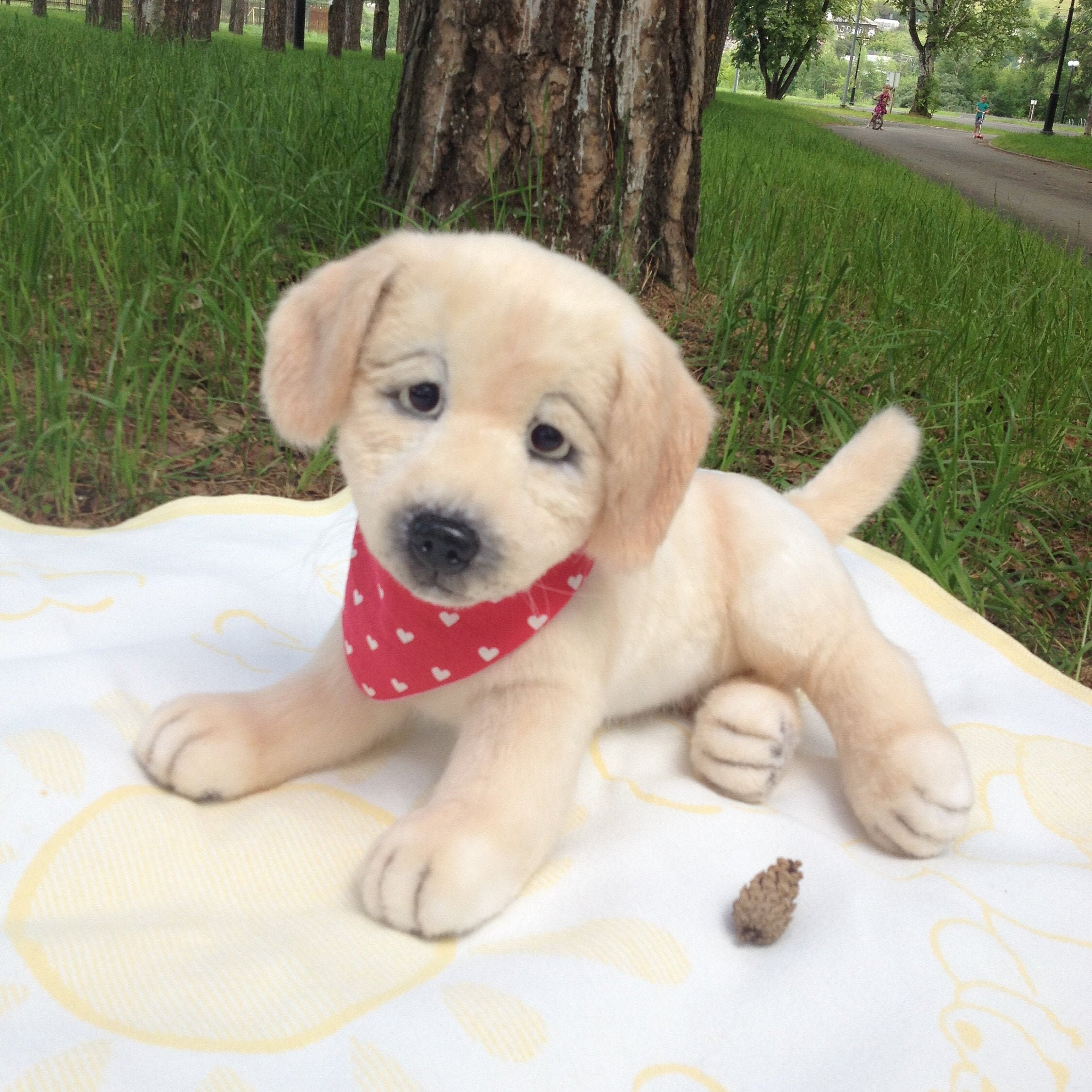 Labrador puppy toy realistic soft animal Labrador dog soft Etsy