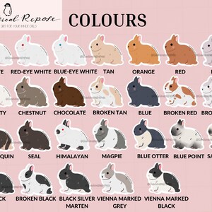 Pode incluir: Gr&aacute;fico de cores de coelho com ilustra&ccedil;&otilde;es de coelhos de diferentes cores. As cores incluem branco, branco de olhos vermelhos, branco de olhos azuis, castanho, laranja, vermelho, lil&aacute;s, geada, castanho, chocolate, castanho partido, azul, vermelho partido, lil&aacute;s partido, arlequim, foca, Himalaia, pega, lontra azul, ponto azul, ponto sable, preto, preto partido, marta prateada preta, cinzento marcado Viena e preto marcado Viena.