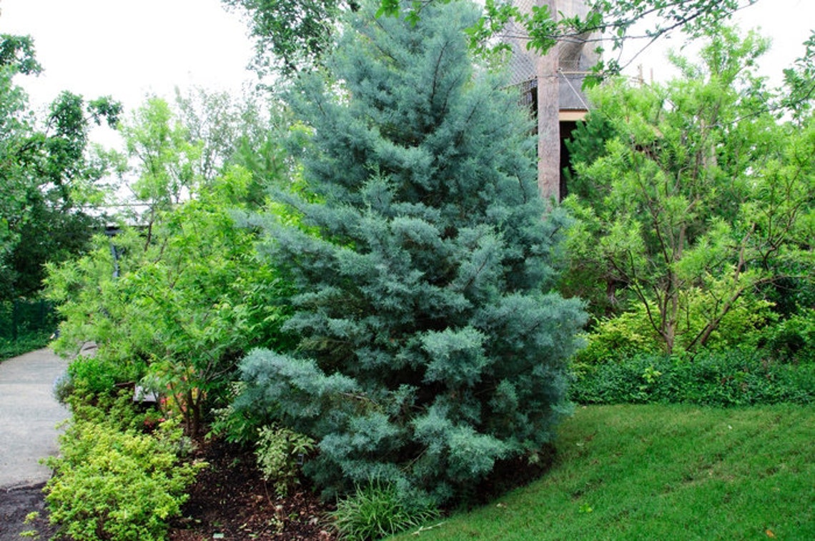 Carolina Sapphire Cypress tree Live Plant gallon pot Etsy