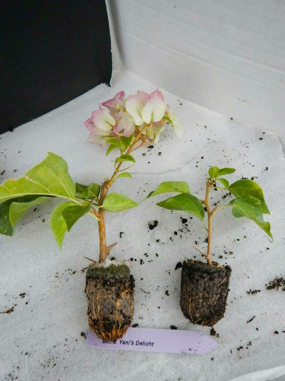 Yani's Delight Bougainvillea Starter/plug plant Etsy