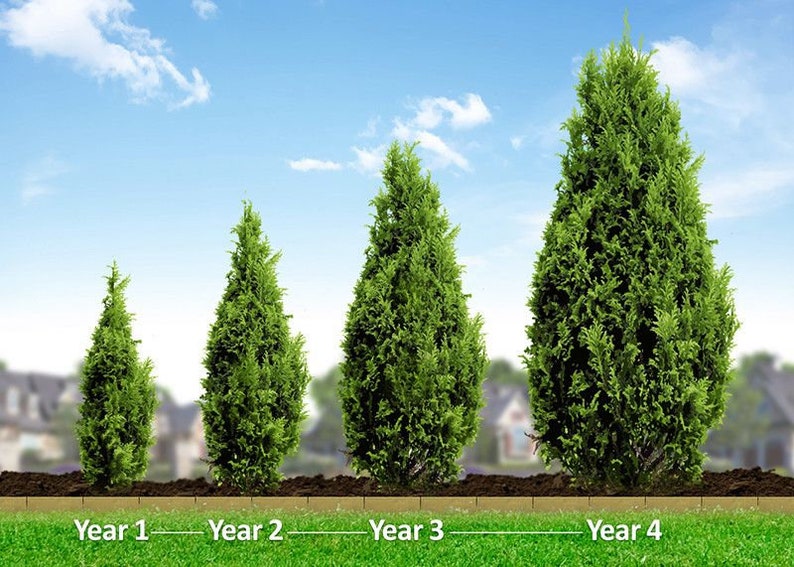 Emerald Green Arborvitae in 3 inch pots 612 inches tall Etsy