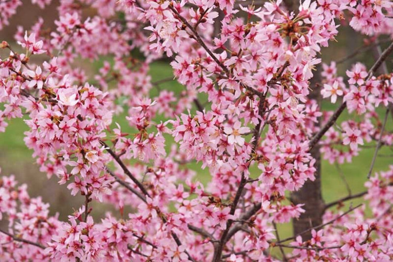 Okame Flowering Cherry Tree Live Plant 8 10 In Height Etsy