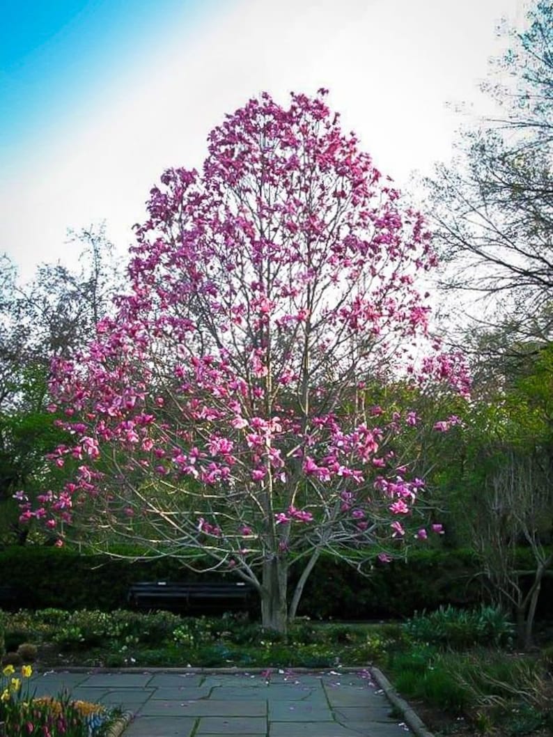 Ann Magnolia Tree Live Plant Not Ship California Etsy