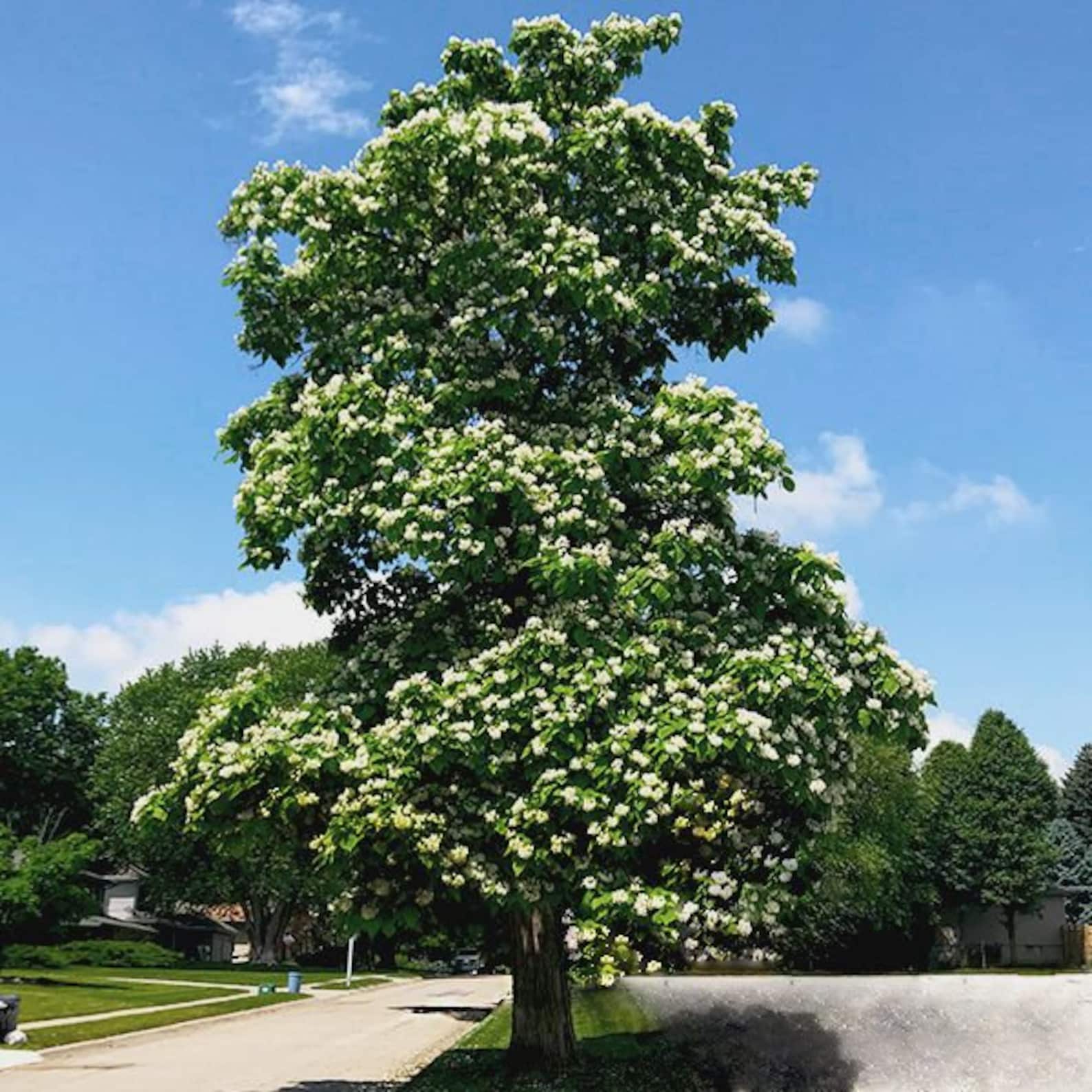 Catalpa Speciosa Catalpa Tree Live Plant Not Ship To Etsy