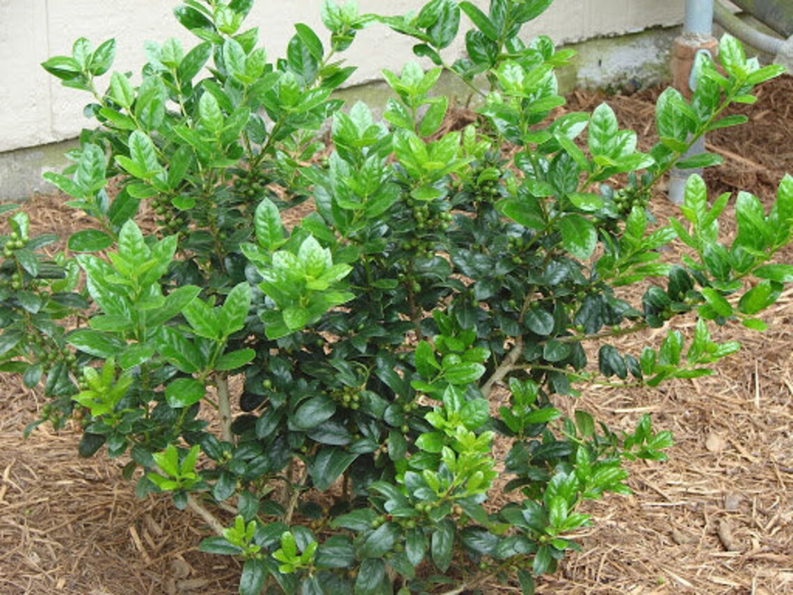 Burfordii Holly Dwarf Burford Holly Live Plant Not ship Etsy