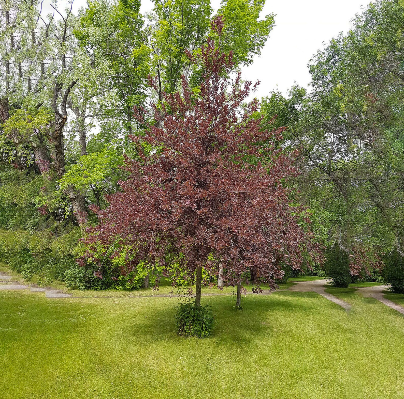Red Choke Cherry Tree Live Plant Not Ship To ARIZONA Etsy