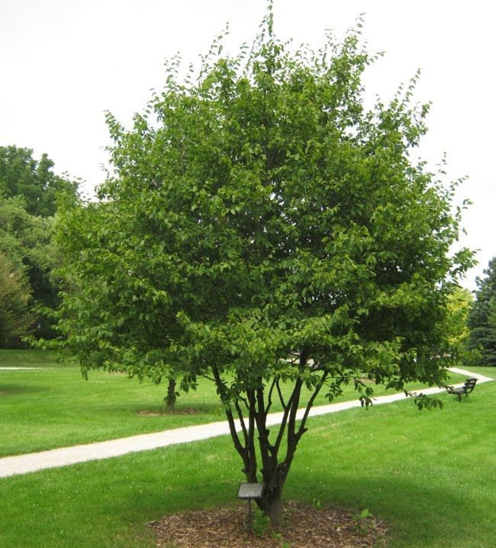 American Hornbeam Tree Ironwood Musclewood Water beech Etsy